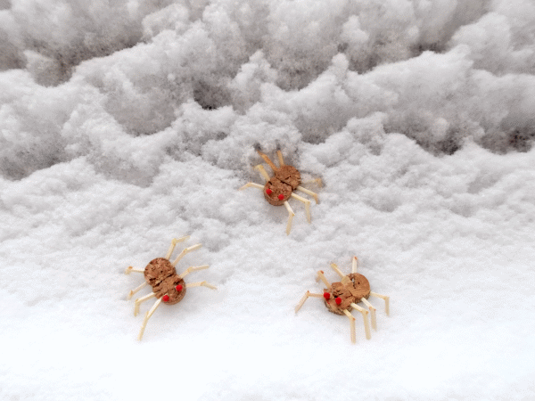 Spinnen im Schnee