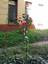 Blühender Hinterhof